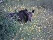Pierwsze polowanie z nowym aparatem i pierwszy �o� w �yciu:)