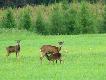 Muflony sfotografowane na trasie Miros�awiec-Wa�cz. Przewa�nie stacjonowa�y tam �ubry, ale gdzie� si� wynios�y.
