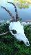 W wolnych chwilach zajmuje si� preparowaniem trofe�w.