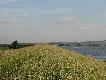 5.06.2010 Poziom Wis�y w pobli�u Tczewa 