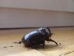 rohatyniec nosoro�ec...:)