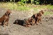 Rezon �Z, kania zD�, Ostry i Otok zBM, Keja zSD