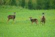 Muflony spod Miros�awca.  Mam powodzenie co? Owca na m�j widok a� si� zsika�a :-)