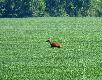 Jeden z byczk�w mnie wyczu� w tym rzepaku (wiatr zmieni� kierunek) Na �rodku tego pola po�o�y� si� i nie by�o go wida�. Ale nie by� zadowolony z ukrycia, podni�s� si� i pogalopowa� dalej.