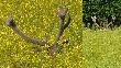 5 i 13 czerwiec 2010. Min�o 8 dni. R�nic� wida�.