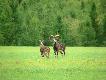 Muflony  Miros�awiec.