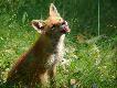 W dobie kryzysu, kiedy to zaj�cy ju� brak, to i traw� mo�na si� na�re� :-)