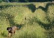 
..nadal szed� w moim kierunku, za Kam�...kiedy zorientowa� si� ,�e to nie jego mama...znikn�� w trawach...