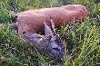 Szydlarz-na prawym parostku widoczny scypul strzelony pod koniec sierpnia 2009r
