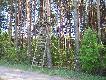 obw�d 289 - �owisko Borownica