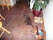 Sika     gdzie    popadnie,    wsz�dzie     tylko    nie     na     pieluch�.
