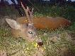 Mi�kowcowy rogacz :)