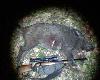 2010.04.25, 40m, lapua mega 12g. Jak na razie ta kula zawsze da�a mi przestrza�, wi�c nawet je�li zwierz nie pad� w zasi�gu wzroku, nie by�o problem�w z doj�ciem. Do czasu... Tu na zestrzale nie by�o ani kropli farby i znalezienie go zaj�o mi ponad p� godziny, cho� odszed� zaledwie 50m. Przyczyn� wida� - farfocel �oju. Warto pami�ta� o takich przypadkach zanim, nie znajduj�c nic na zestrzale, stwierdzi si� pud�o. 
Przepraszam za jako�� zdj�cia, nie do�� �e kom�rka, to jeszcze nie wyostrzy�a. 