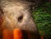 takie o to cudo w s�uchu ju� wygojone i to dawno mia� owy dziczek, czy�by jaki� stary postrza� w s�uch???