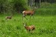 Je�li dwa byki mog� wychowywa� cielaka (patrz zdj�cie Violi), to kozio� z �ani� te� maj� prawo tworzy� rodzin�. W �yciu bywaj� wi�ksze mezalianse.... . Wprawdzie tych dwoje chyba ma z�e dni: (ona na focha, bo on si� ogl�da za babami) ale nied�ugo pewnie wszystko wr�ci do normy ;-)