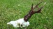 Obserwowa�em go 3 lata. Zosta� potr�cony przez samoch�d. Odkupiony od kolegi.