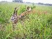 Sygna�em ''sarna na rozk�adzie''ko�cz� te pi�kne �owy.