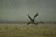 "Ta�cowa�y dwa Micha�y", tak we mgle, o �wicie ... 