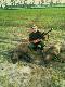 To zdj�cie archiwalne przedstawia m�j pierwszy jak dot�d dublet dziczy....Mauser 7x57 kula Serbia :)Darz B�r