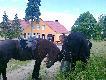 I przed lokalem wyborczym �ony, dwie wioski dalej (10 km)