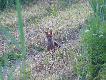 darowa�em mu...