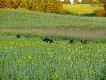 Poranek w �owisku. Drugi od lewej idealnie ustawi� si� na komorowy strza�, i ten strza� wy�apa�-  tyle �e aparatem :-)