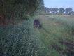 Rodzinka przy kolacji. 3 lochy i 13 warchlak�w.