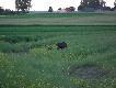 Wysz�a kilkaset metr�w od zabudowa�