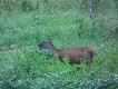 Ciekawe o czym �piewa