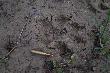 Trop wilka i nab�j 222rem.