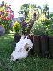 Rogacz potr�cony przez samoch�d...
