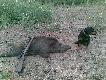 wyci�gni�cie go z rzepaku zaj�o mi du�o czasu...:)warto by�o jednak sprawdzi� wieczorne "pud�o"