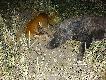 ostatnio �yto u mnie pokosili, wi�c po dw�ch tygodniach roz��ki z lasem trzeba by�o spe�ni� si� �owiecko...