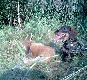 18.07.2010 Trzeci rogacz tego lata. M�j jamnik pierwszy raz sprawdzi� si� w terenie.