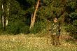 Darz B�r, panie �owczy... .