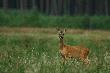 Co jest male�stwo? ;)