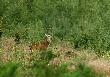 Mia�a ciut g�upi� min�.Jak to owca... ;-)