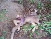 Pod lisi� nor�!!! Zdj�cie to doda�em zainspirowany s�owami BartOna ze zdj�cia nr 250647 i w pe�ni si� z nimi zgadzam!!!
