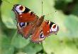 
....nie spos�b by�o si� oprze�...