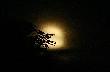 Dzi�, dla odmiany, ksi�yc opowiada� bajk� my�liwym. Oczywi�cie by�a to bajka o dzikach, kt�re w jego �wietle mia�y przeparadowa� przez r�ysko przy kt�rym zasiedli s�uchacze. My�liwi s�uchali, s�uchali, a w tym czasie dziki, za ich plecami przesz�y w owies i urz�dzi�y sobie w nim piknik. Bo z tym r�yskiem, to by�a tylko bajka, prawda siedzia�a w owsie za wsi� i urz�dowa�a z dzikami. Dobranoc :)))