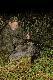 Podeszli�my go wsp�lnie na 15 metr�w.W szkod� wszed� bardzo wcze�nie,bo strzelili�my go ju� o 21:30.Dla obydwu nas emocje by�y wielkie.