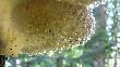 By�o tak gor�co, �e nawet huba si� poci�a. Rabka 07.2010
