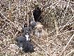mali k�usownicy napotkani w �owisku