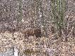 warchlak w sid�ach - oswobodzony