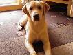  Scooby :)))
Szukam domu dla 8 miesiecznego labradora, biszkopt. Pies zywiolowy, do ulozenia. Chce, aby pies pracowal, a nie nudzil sie na kanapie i sie marnowal.
Pzdr :)))
IzaT.
