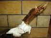 Kozio� nr 6 w sezonie 2010/2011, 30.VII.2010 waga 17kg, sz�stak nieregularny, 3 g�owa 4 rok �ycia