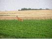 kozio�
podszed�em go na 30 metr�w nie wiedz�c o jego istnienu:)
