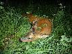 Wiek przed strza�em szacowa�em na czwarty - pi�ty rok �ycia... 