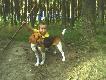 MOJE BEAGLE
BEAGLE- PIES NA POLOWANIE ORAZ IDEALNY PIES DLA DZIECI