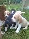 BEAGLE BICOLOR I TRICOLOR